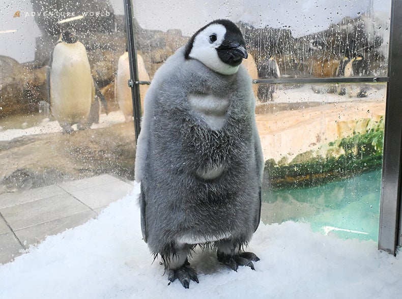 アドベンチャーワールドのエンペラーペンギン赤ちゃん、生後100日記念イベントを1月8日開催