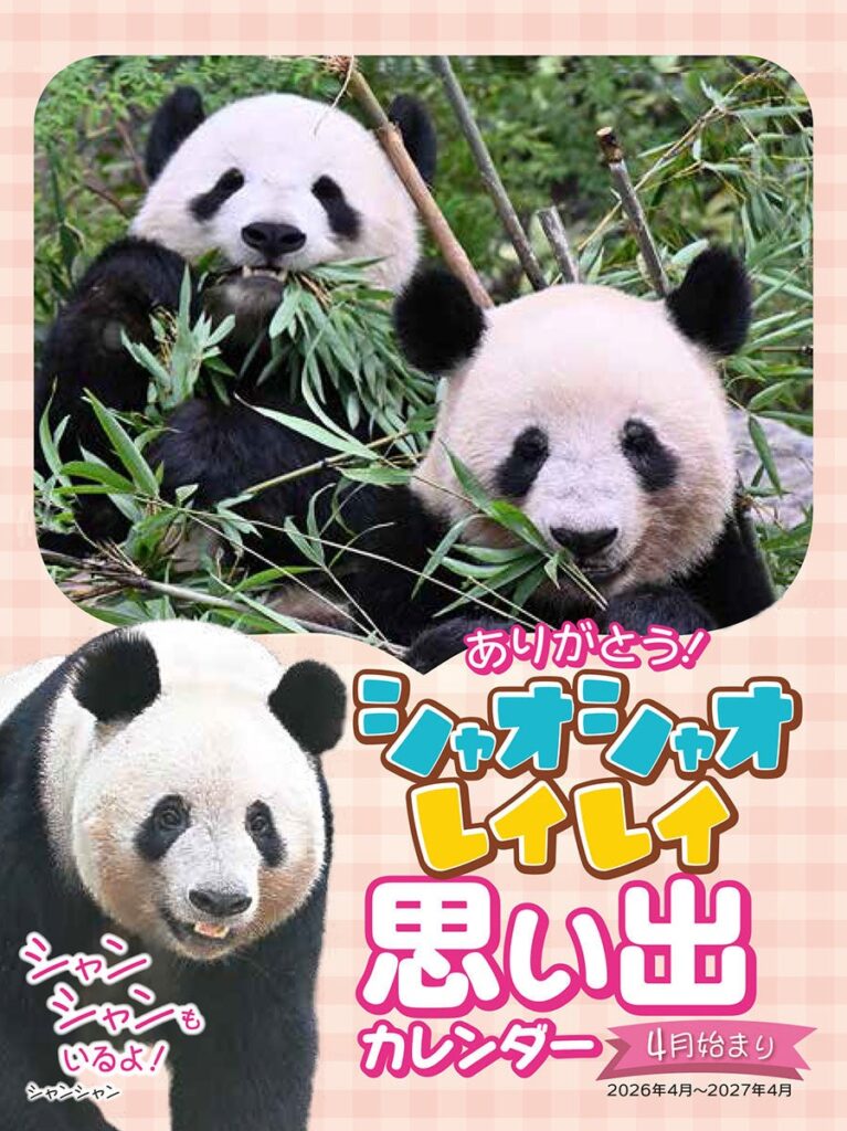 上野の双子パンダ「シャオシャオ・レイレイ」思い出を残す2026年春カレンダー発売