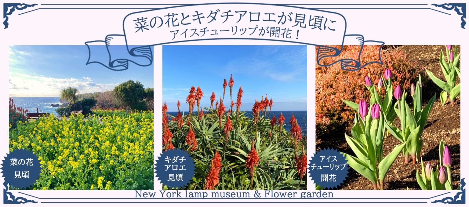 伊東のフラワーガーデンでアイスチューリップ開花、菜の花2万株とキダチアロエ千株が見頃