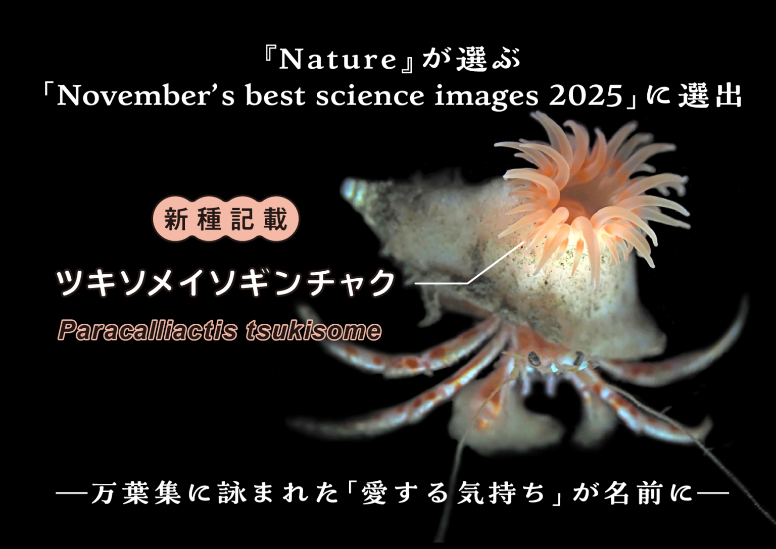 Natureの「11月ベスト科学画像」に深海イソギンチャク新種の映像が選出