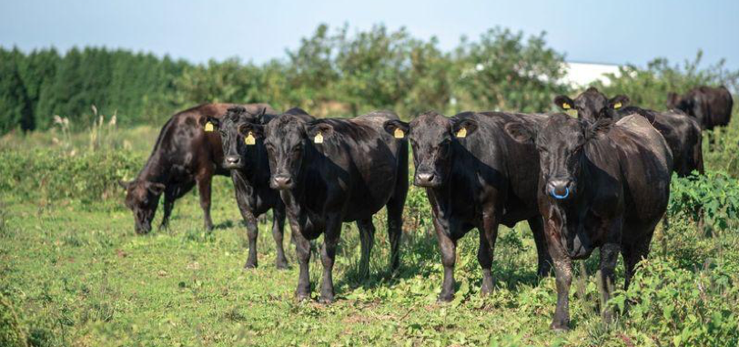 山口・阿武町、飼育約200頭の希少和牛「無角和種」を名産地化へ 2026年1月に銀座で食イベント