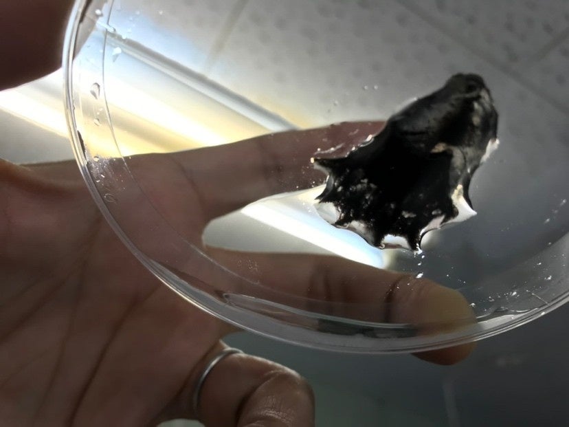 コウモリダコの全ゲノム解読に成功、約120億塩基対で頭足類最大級