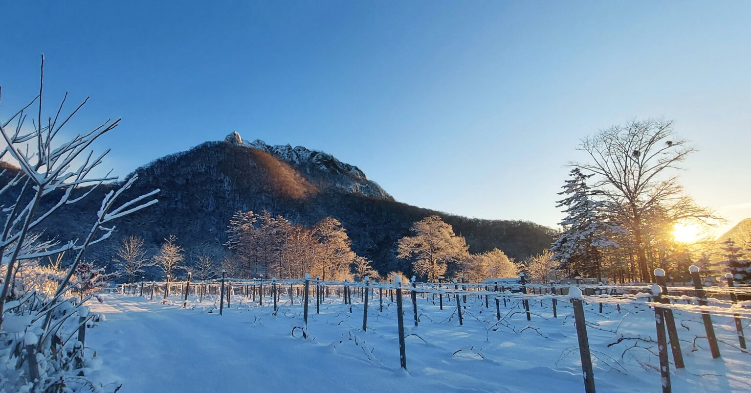 八剣山ワイナリー、真駒内駅・定山渓温泉から送迎付きガイドツアーを12月本格開始