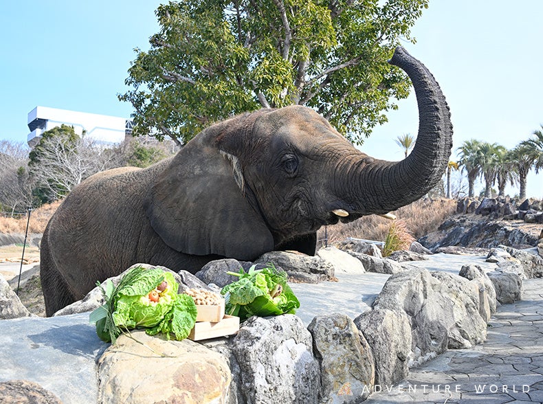 アドベンチャーワールド、推定54歳ゾウに恵方巻づくり体験 1組3000円で20組限定