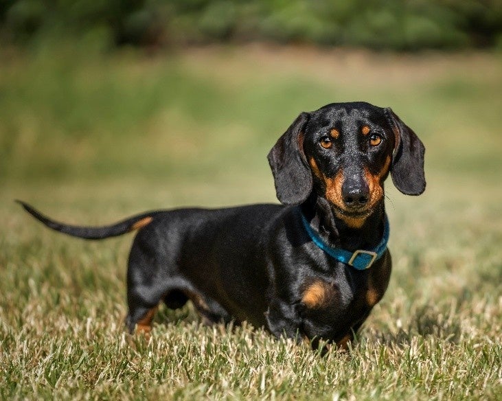 ミニチュア・ダックスのPRA遺伝子リスク、検査普及でホモ接合が11.1%→3.4%に低下