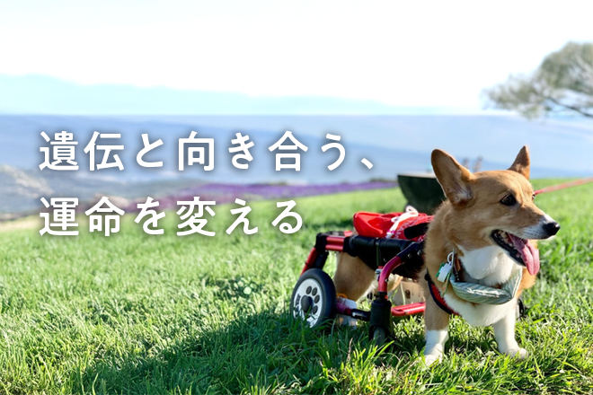 遺伝子検査の普及で犬猫の遺伝病リスクが減少、アニコムが2017年からの成果を報告