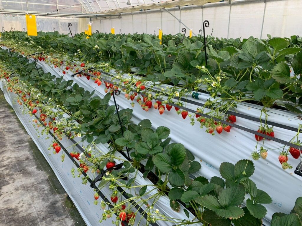 電解水素水×ウルトラナノバブルで減農薬栽培、福助ファームが「美水いちご」7品種のいちご狩り