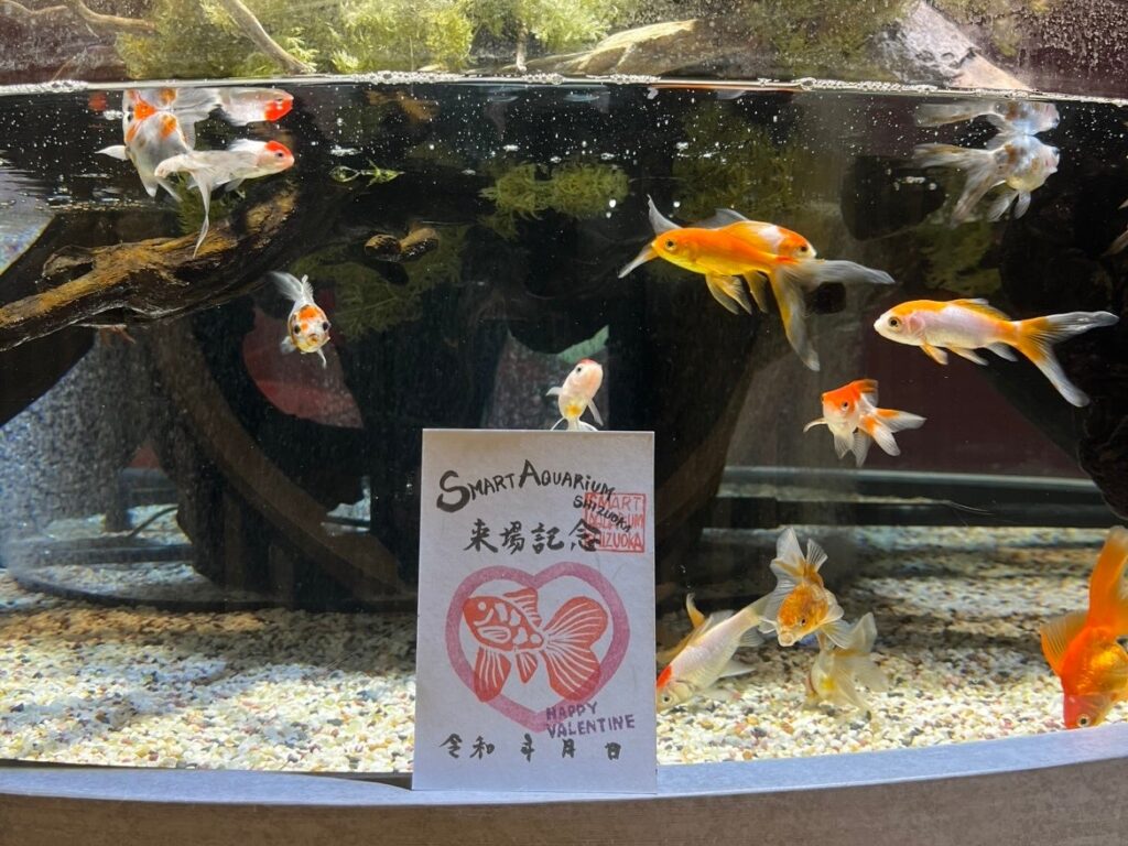 スマートアクアリウム静岡で「尾びれがハート」金魚展示 松坂屋レシートで限定魚朱印も