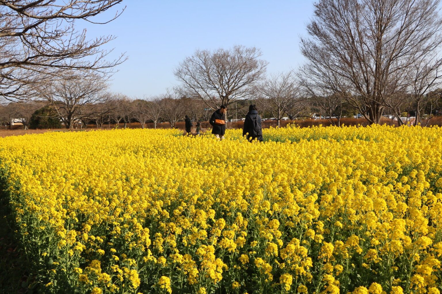 海の中道海浜公園で菜の花15万本が見頃、1500㎡が黄色に