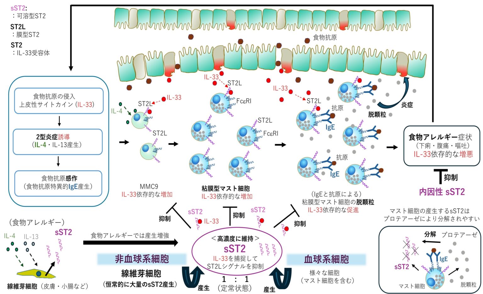 可溶型ST2がIL-33を抑えて食物アレルギー反応を軽減、線維芽細胞が主要産生源に