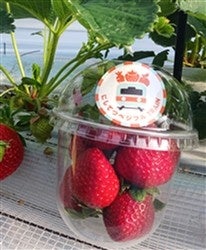 西鉄電車で地元いちご輸送、朝倉産「あまおう」を高宮駅の店舗で販売へ