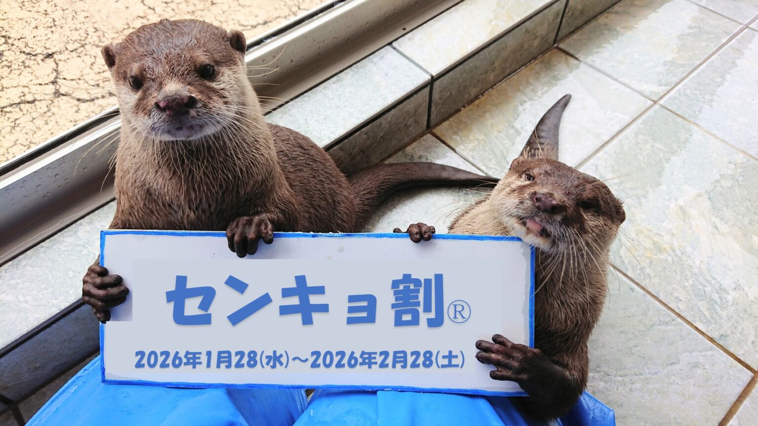 投票済みで下田海中水族館が約4割引き、センキョ割2026を1カ月限定実施
