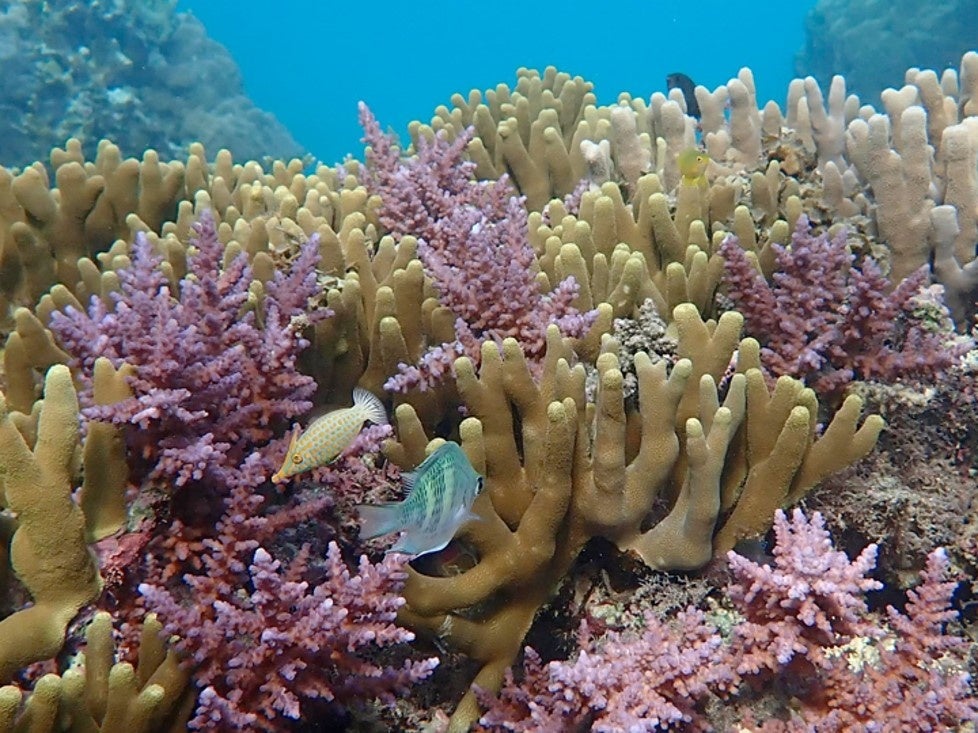 石垣島のゴーストギアをサングラスに再生、回収費用をクラファンで捻出へ