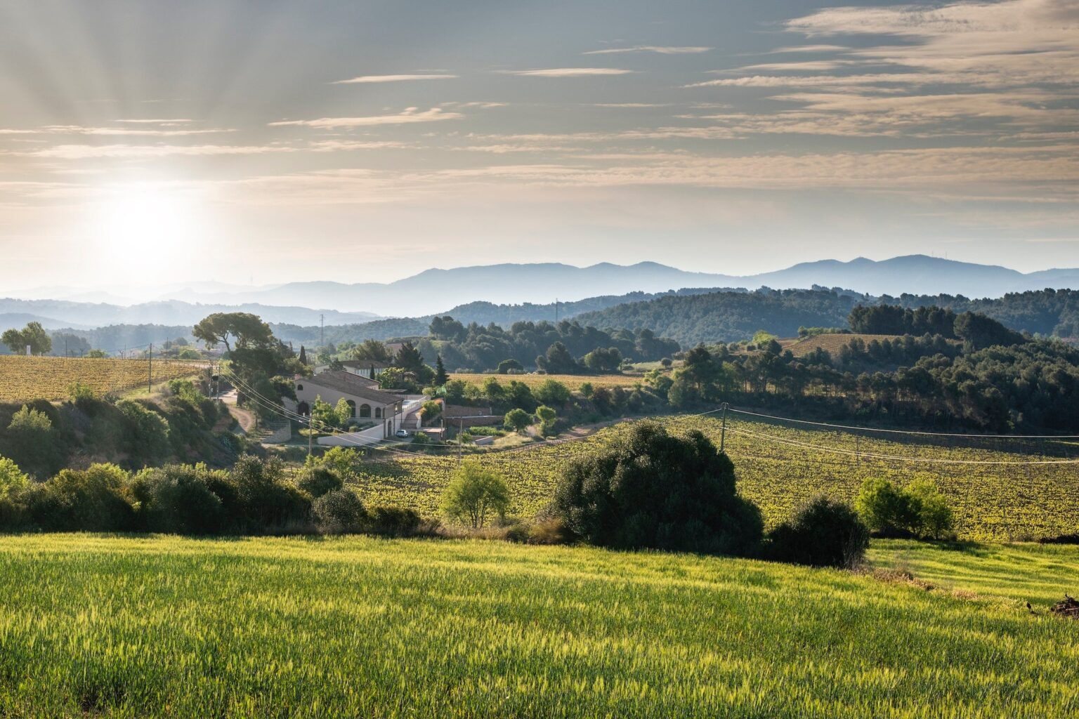 カバ最高位「パラヘ・カリフィカード」候補最大10銘柄を評価、基準と審査プロセスを公開