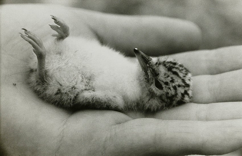 東京都写真美術館、AI時代の「感触」を問うコレクション展 約3万9千点から約160点展示