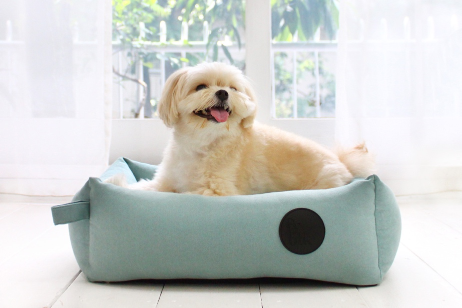 ペッツファーストHD、親犬の遺伝子病検査提示を必須化へ 2026年11月から子犬取引の新方針