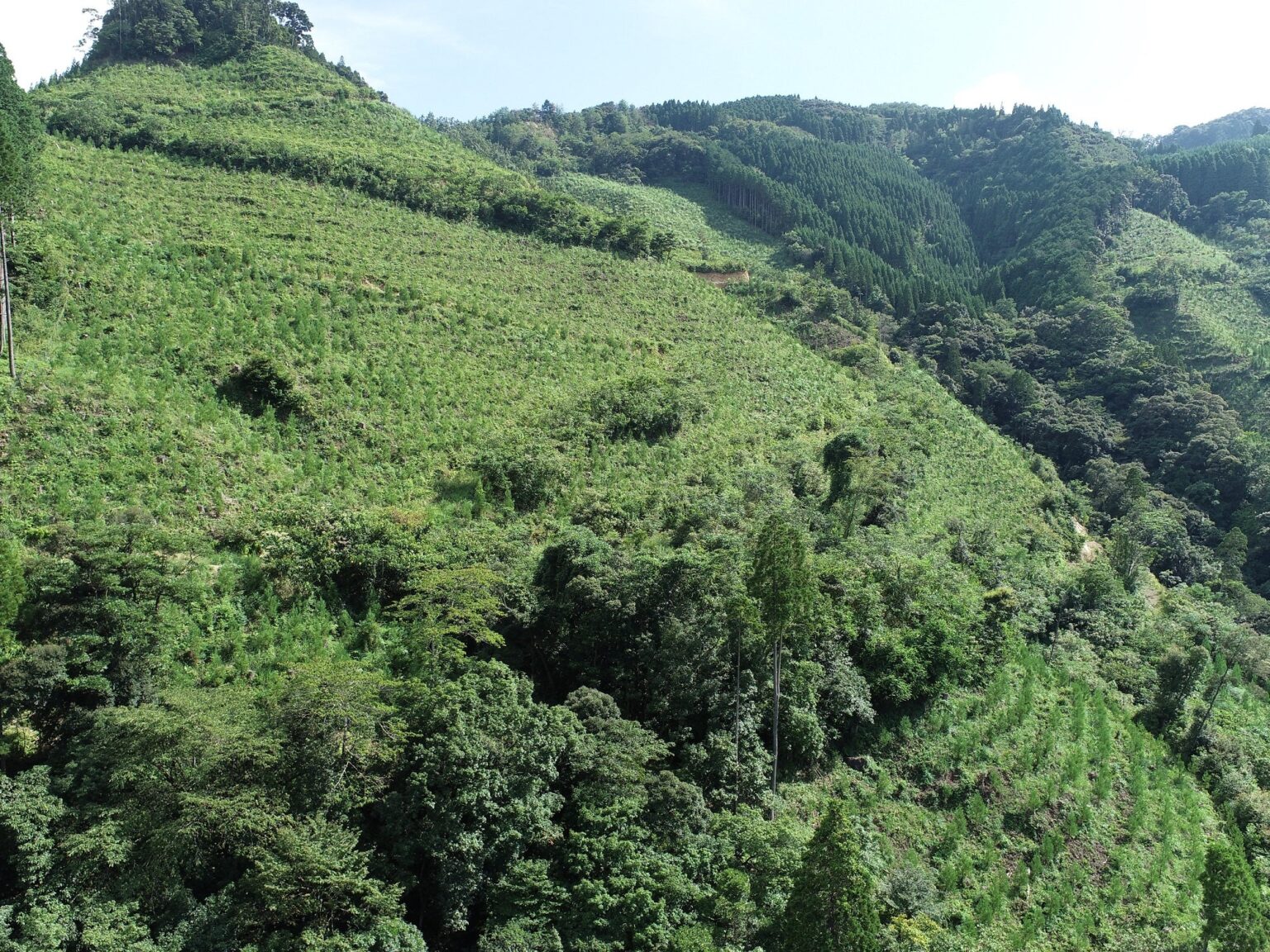 延岡市、市有林の森林由来J-クレジットを全国一般販売 1000t-CO2・最大2割引