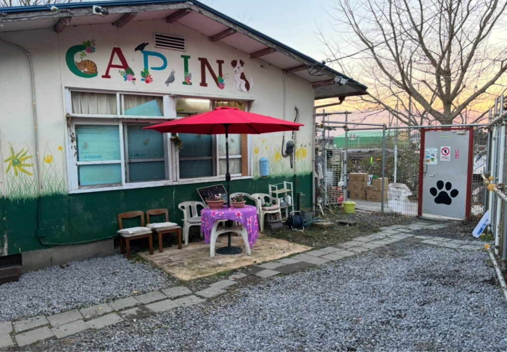 茨城の老犬ケアハウス改修へ、CAPINが目標500万円の寄付型クラファン開始