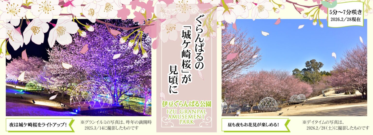 伊豆ぐらんぱる公園の早咲き「城ケ崎桜」見頃、2月28日時点で5~7分咲き