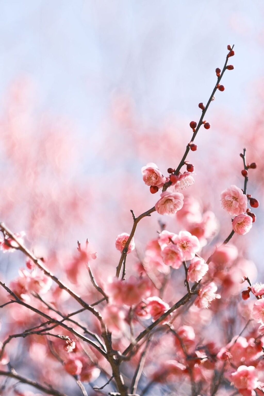 薬院のシーシャカフェ&バー「OFF LINE」、人気利用シーンTOP3と春限定フレーバー4種を展開