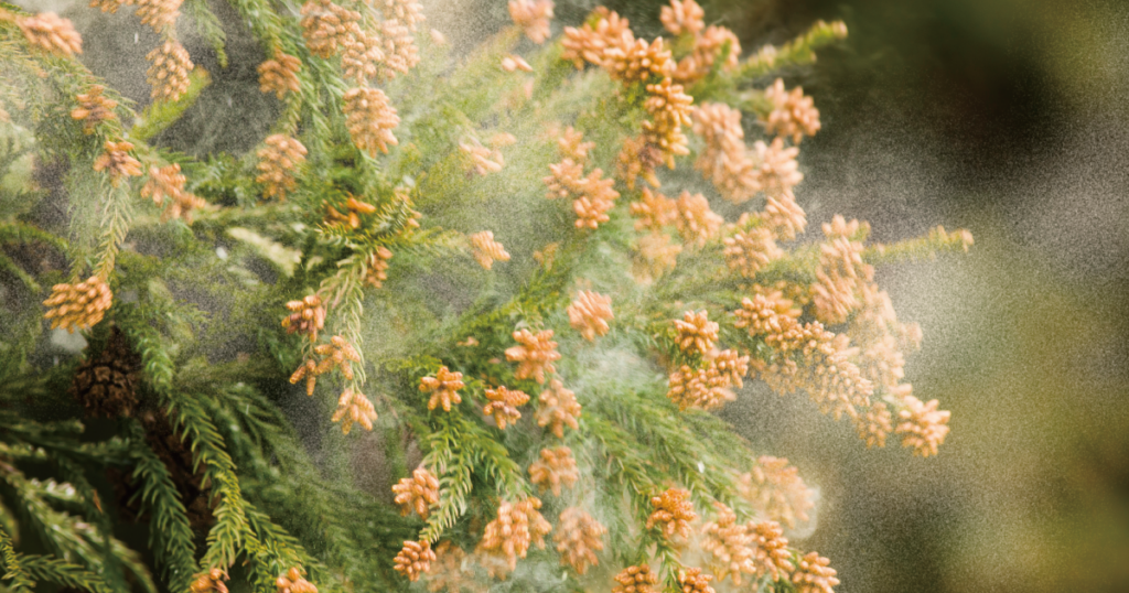 ブルースカイランドリー、花粉シーズン向け高温乾燥とスチーム提案 SNSで200円OFFクーポン