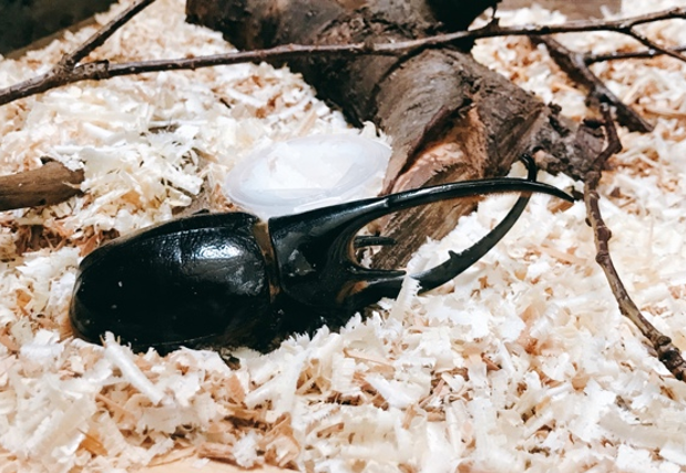 会話不要の居場所「こもりっこ会」大阪・東住吉で初開催、参加無料で昆虫鑑賞も