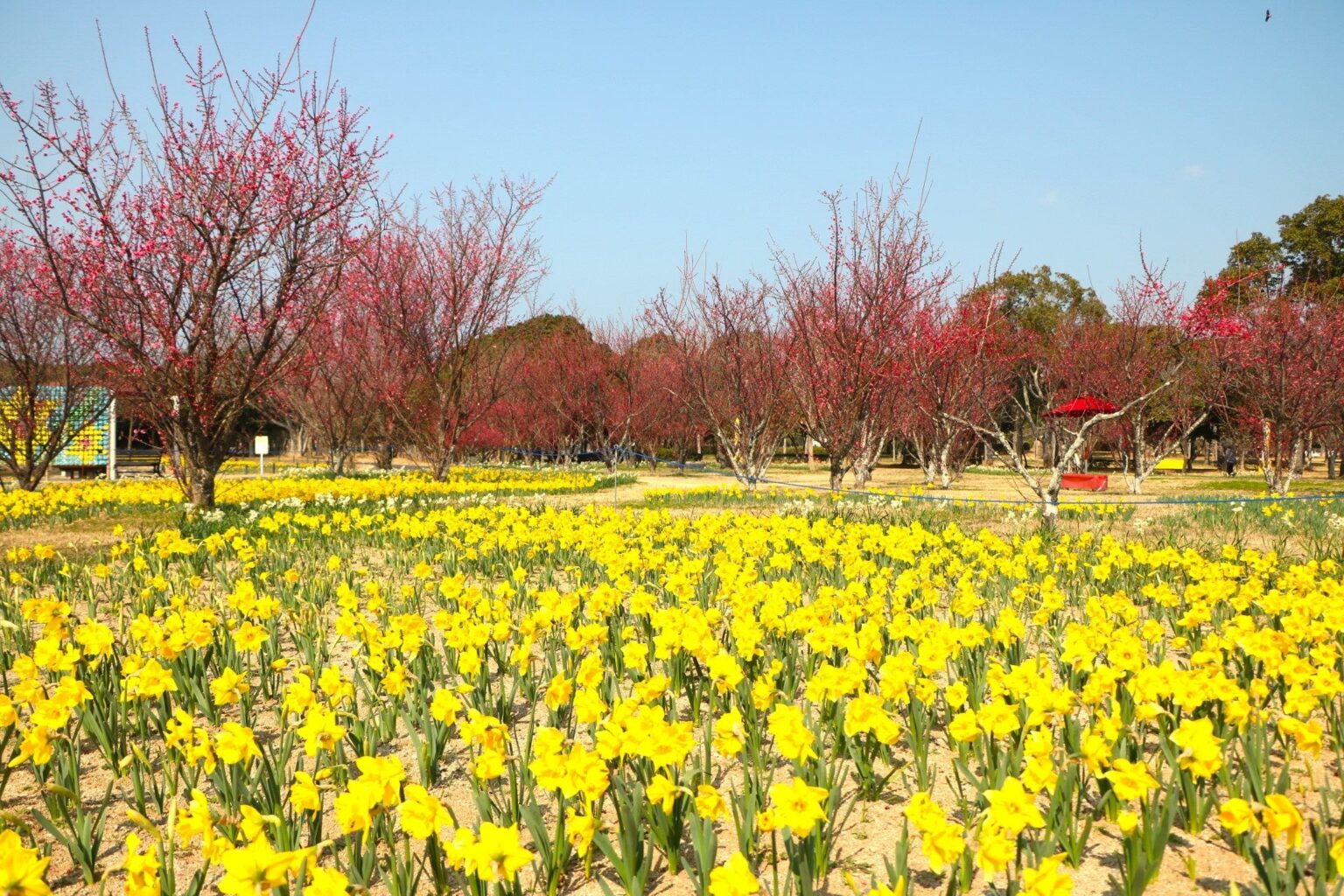 海の中道海浜公園でスイセン約3万本とウメ約120本が同じ花壇で見頃、共演は3月1日頃まで