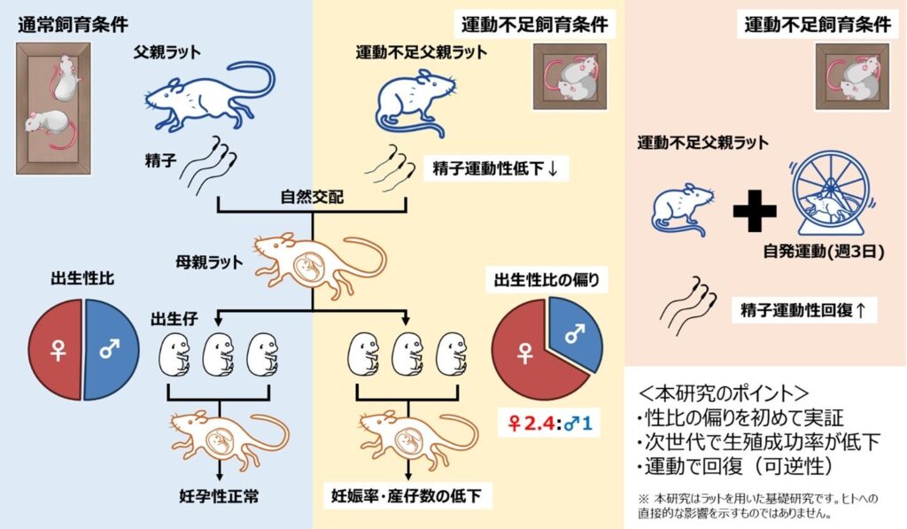 父親の運動不足で子の出生性比が雌に偏り、生殖成功率低下が次世代にも及ぶ可能性 順天堂大がラットで示唆