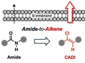 静岡大学、ペプチド結合をCADIに置換し中分子ペプチドの膜透過性を最大4倍向上