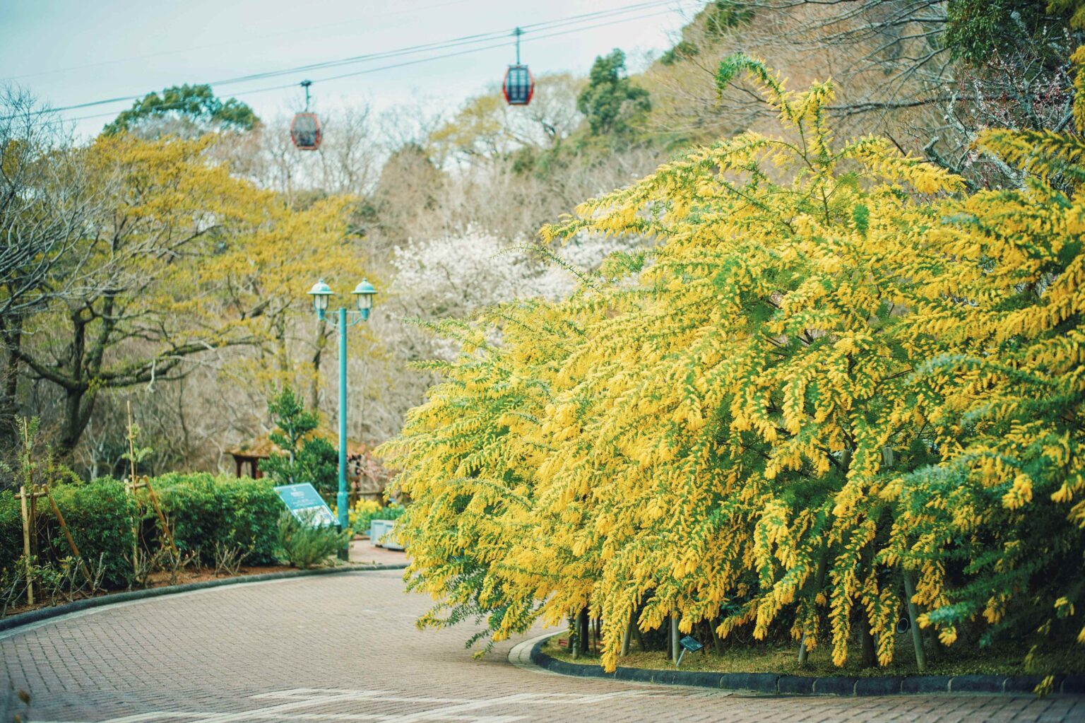 神戸布引ハーブ園でミモザが早めに見ごろ、標高約400mで街並みと撮れるスポット紹介