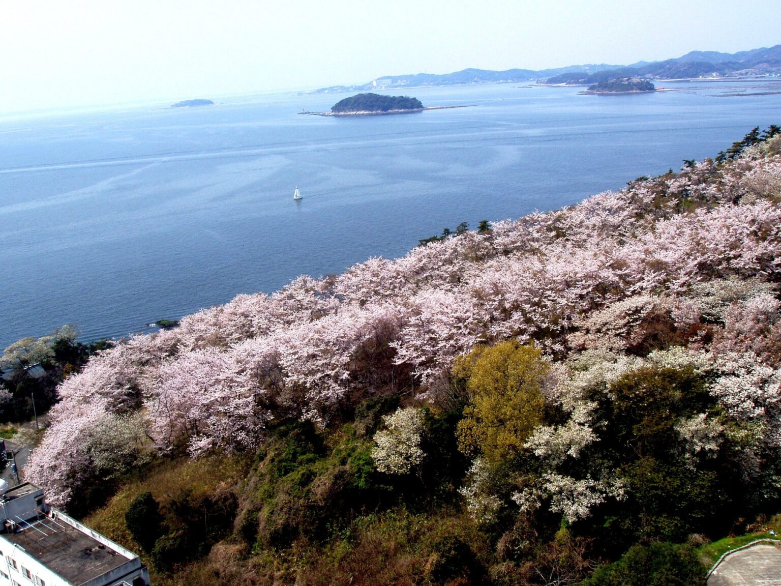 三河湾と桜を同時に楽しむ「桜ウィーク」東海園が3月20日から開催