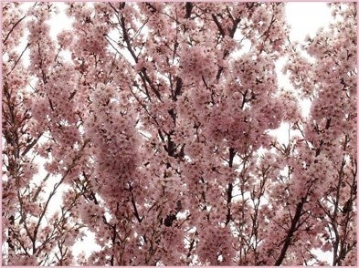 川崎発の新品種サクラ「吉兆」登録 2月下旬から咲き、令和8年3月に市へ寄贈予定