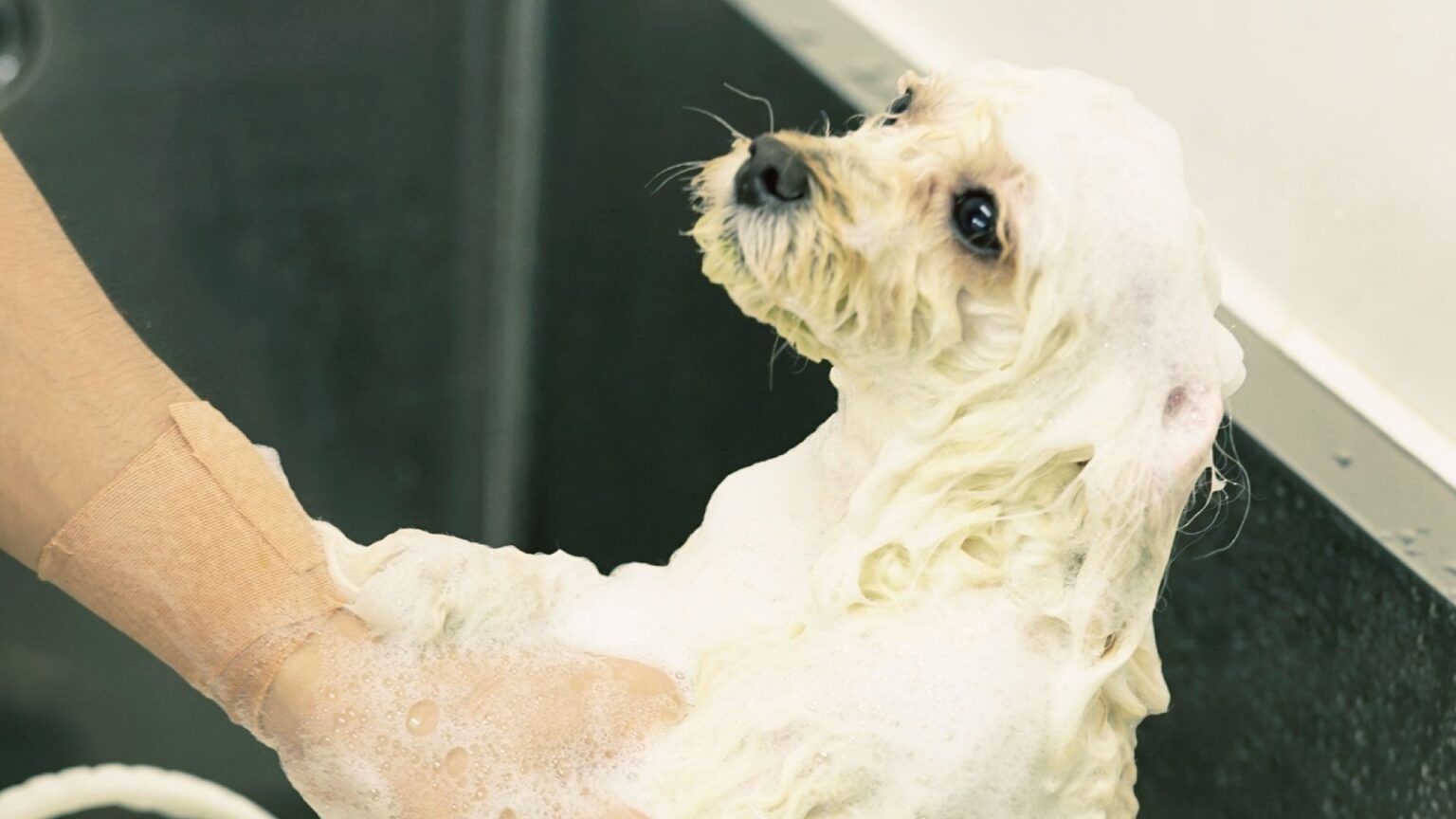 1,054頭調査で判明、犬は加齢で乾燥肌が増加 67犬種解析が示すシニア期のケア課題