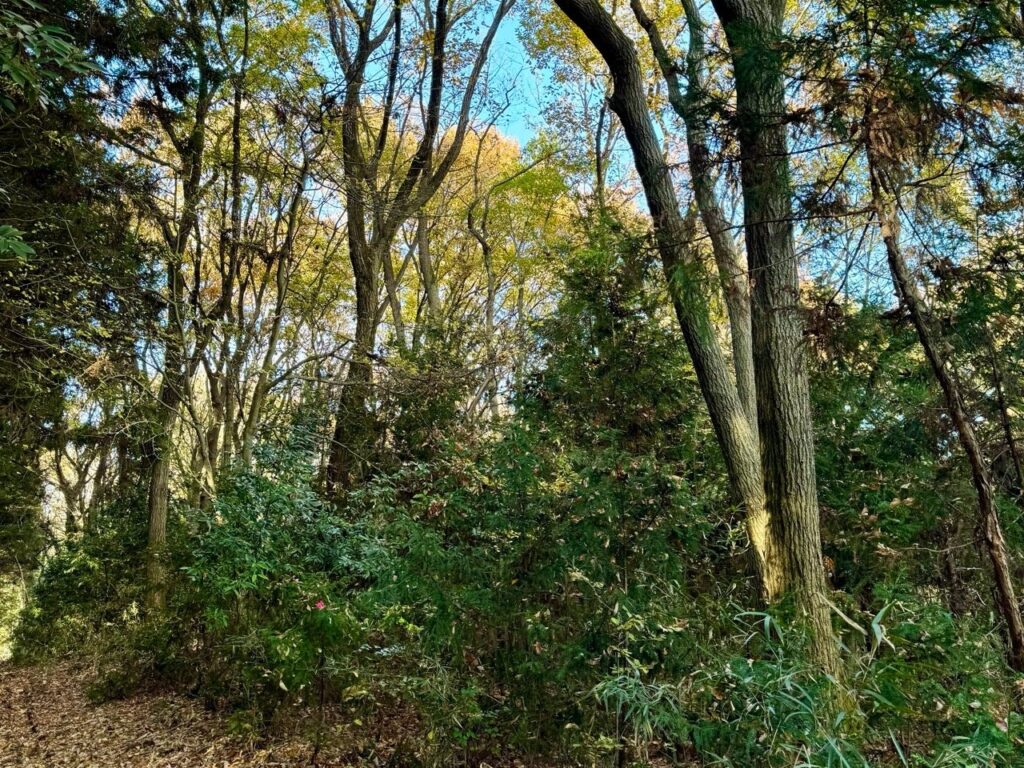 栃木・大田原に森林レンタル「フォレンタ」新設、5区画を年間7.7万円で募集