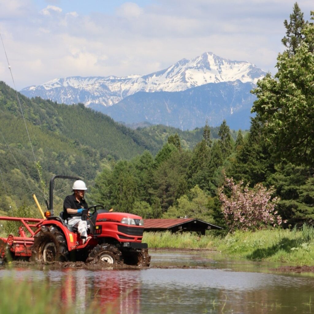 笠ヶ岳に「雪の白馬」出現 高山市で田植えの季節告げる白馬形、6月初旬まで