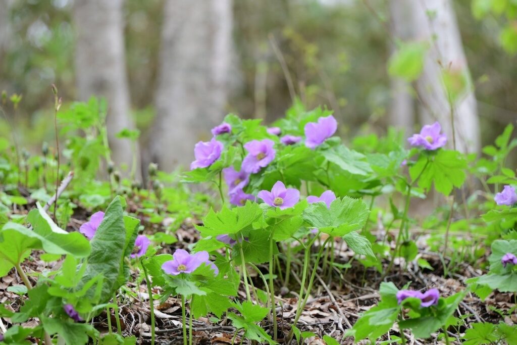 滝野すずらん丘陵公園で「シラネアオイと春の野の花まつり」5月9日開始 約1500輪見込み