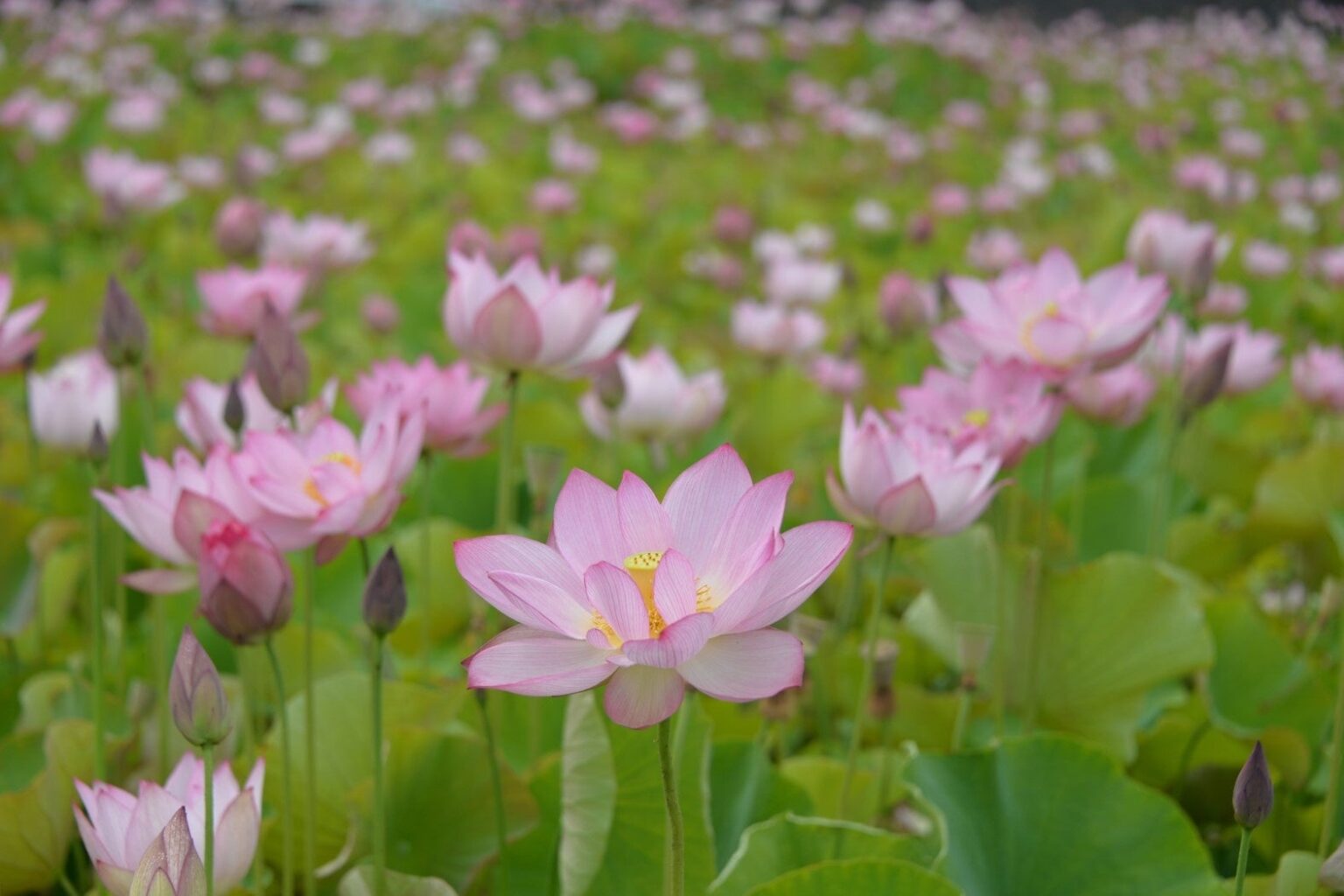 ヤマサ蒲鉾、姫路の1.2万㎡「夢前蓮の花苑」を6〜7月無料公開 インスタでフォトコンも