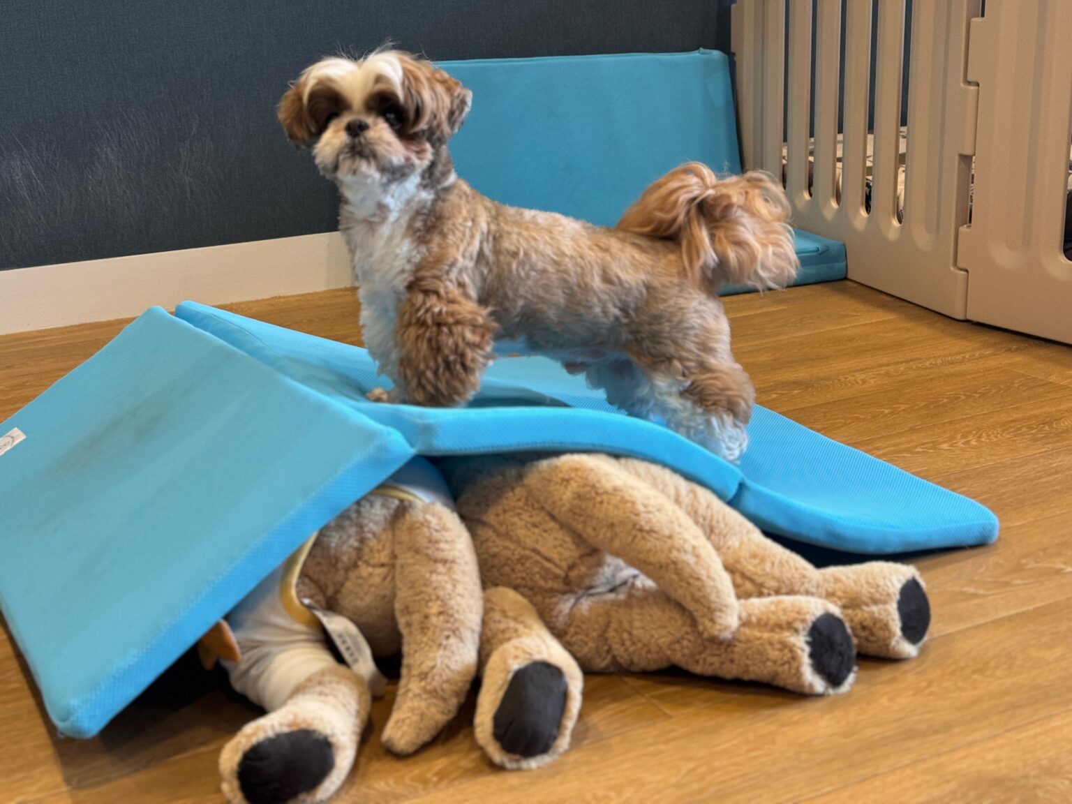 自宅で犬の運動習慣、三つ折りマット「AirSlope」Makuakeで先行販売
