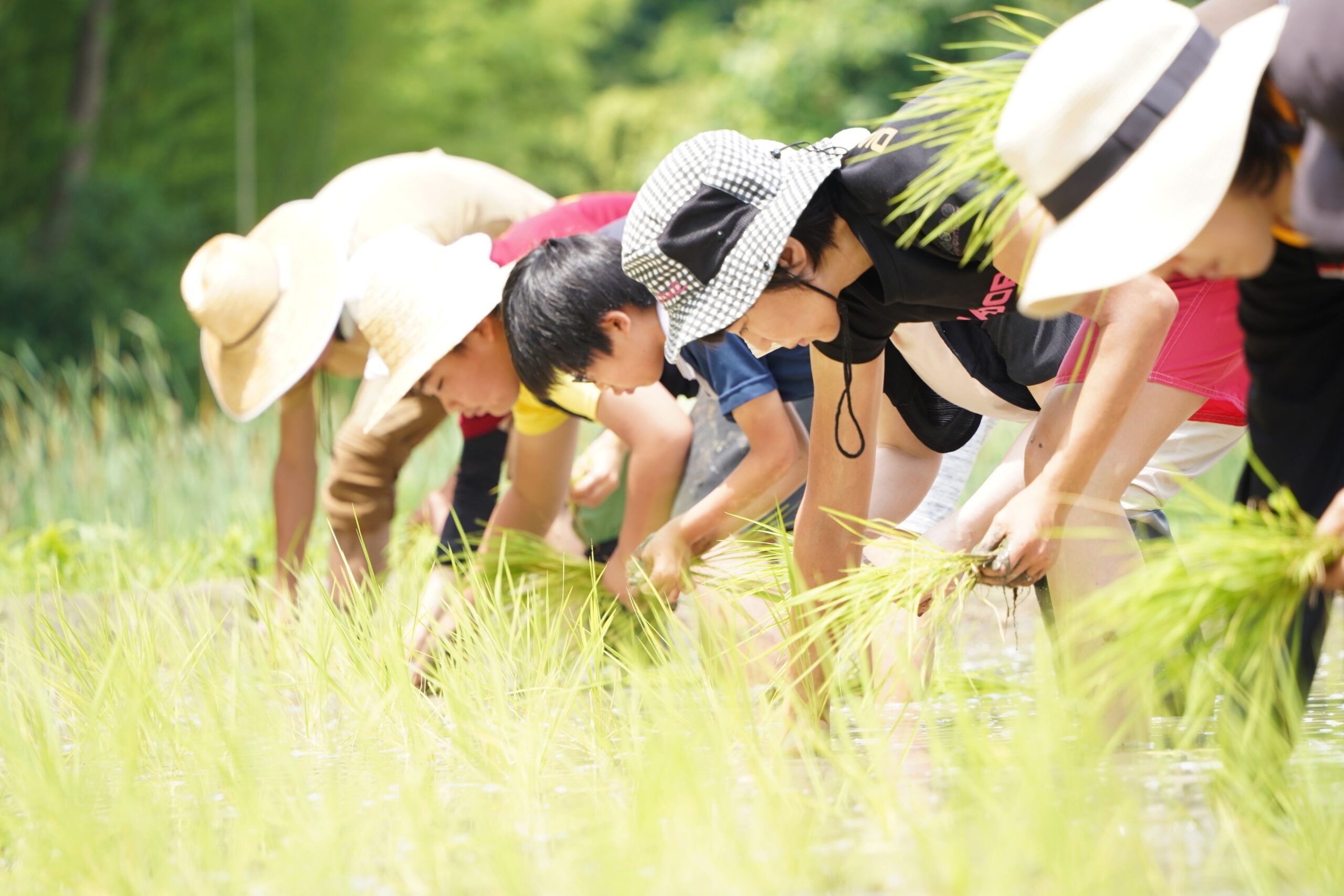 倉敷・玉島で御田植祭と手植え体験　フリースクール竹林のスコレーが6月30日開催