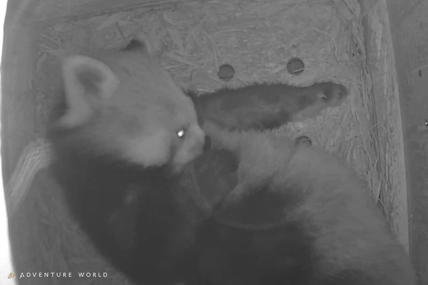 アドベンチャーワールドでレッサーパンダ「雲雲」妊娠確定、8年ぶり胎児確認