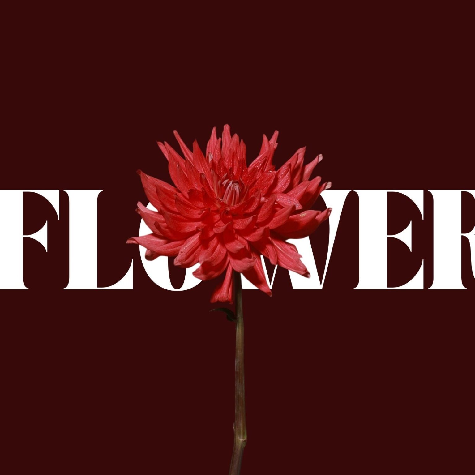 KANAKA、新曲『Flower』を6月15日配信開始 ダリアに重ねた情熱と自分軸を描く