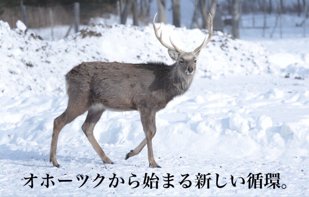 北見発「Redeer」廃棄鹿皮を鹿革へ、福祉連携で名刺入れなど製品化