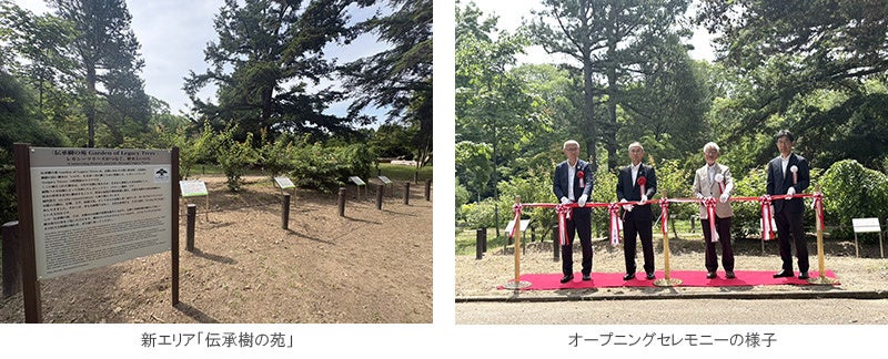 京都府立植物園に「伝承樹の苑」開設、住友林業が桜3品種のクローン苗を初公開