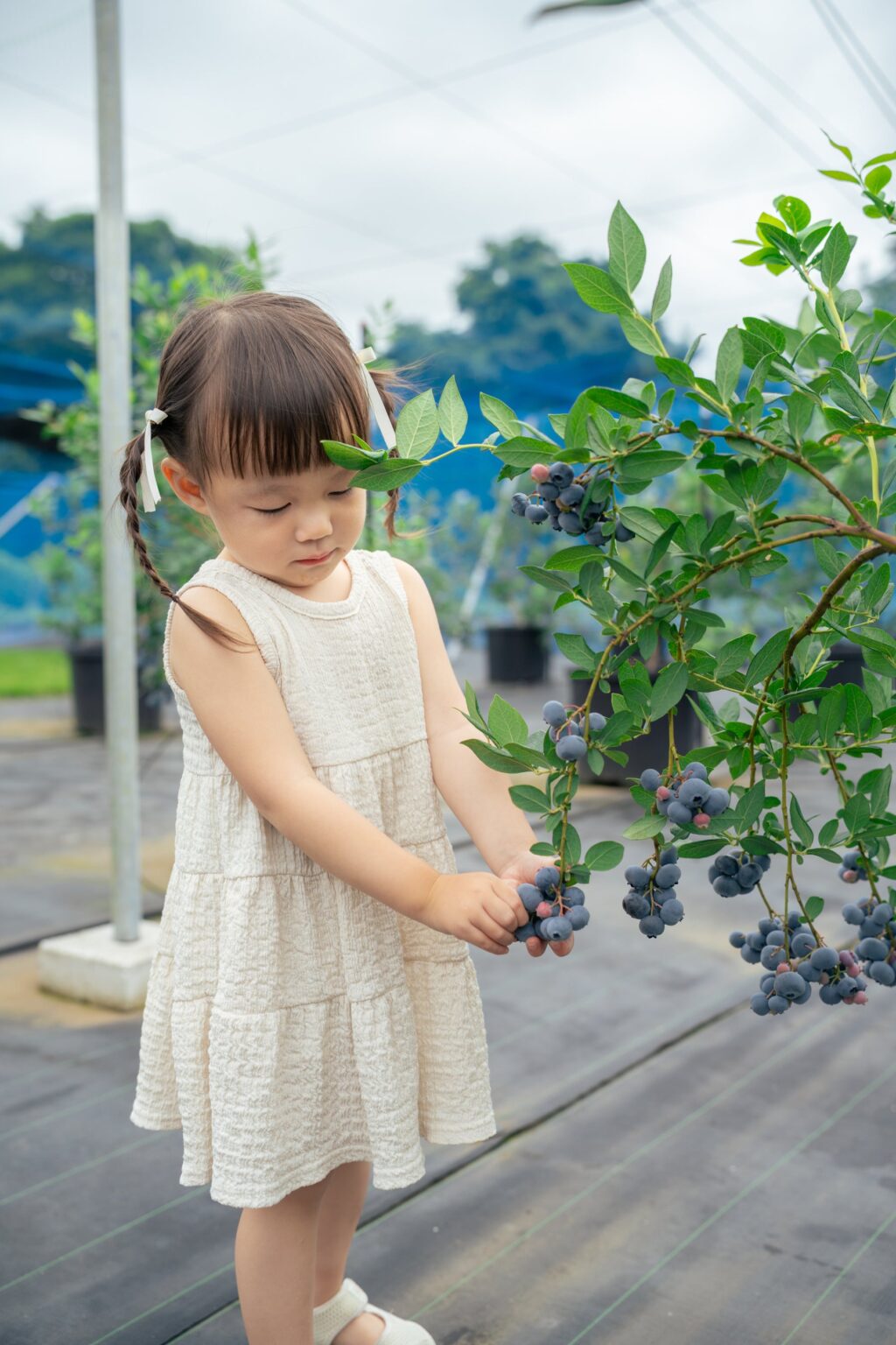 真岡の体験型農園「BLUEBERRY BASE MOKA」、6月13日から時間無制限のブルーベリー狩り開始