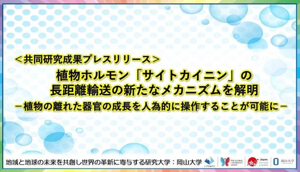 根の遺伝子操作で葉が大きくなる仕組み解明、サイトカイニン受容体AHK3を特定