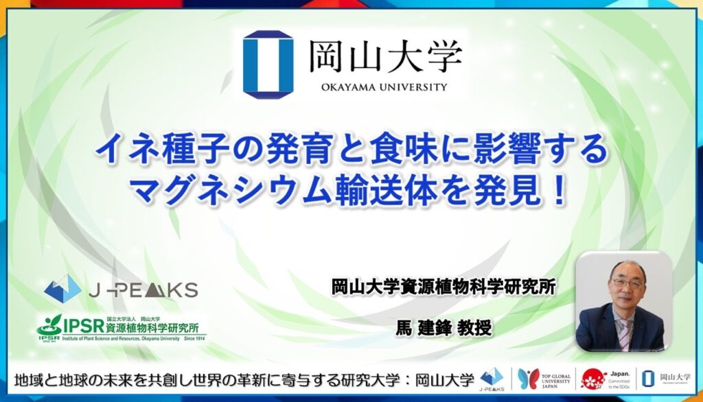 岡山大学、イネ種子の発育と食味左右するマグネシウム輸送体「OsMGR2」発見