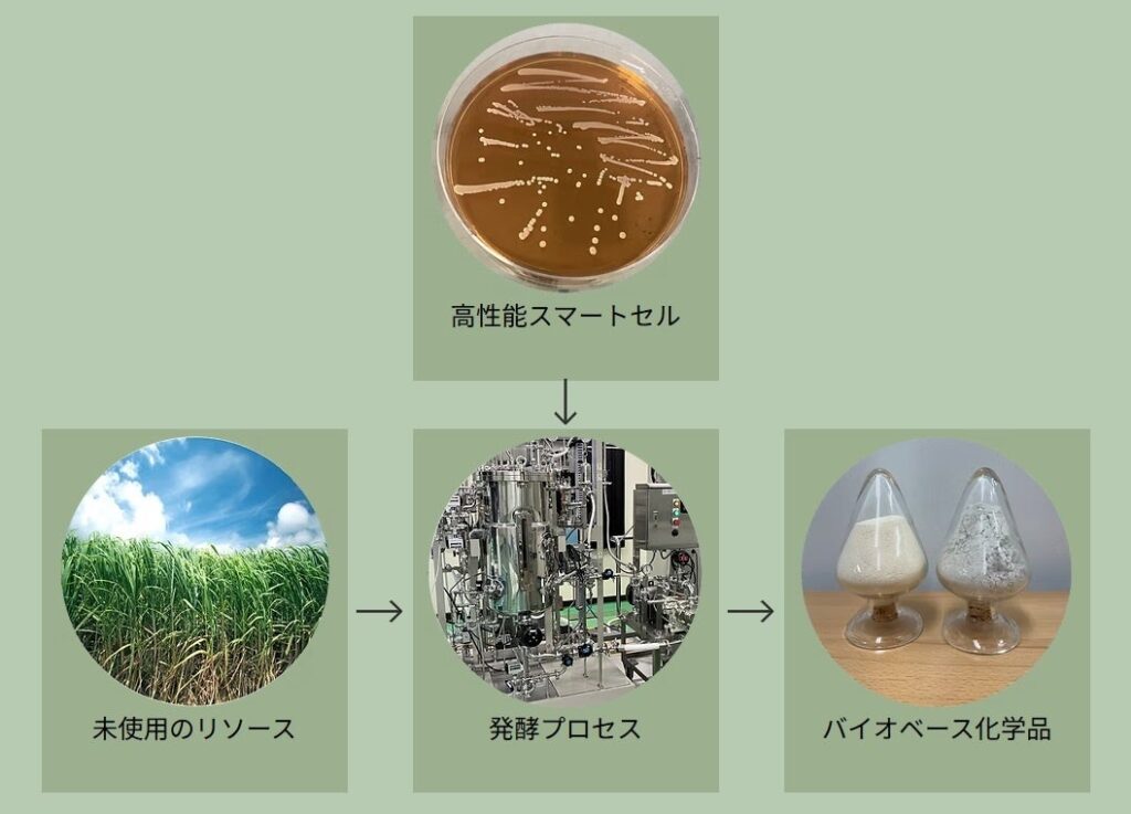 BioPhenolics、NEDO「DTSU」GX・STS枠に採択 芳香族化合物の量産化へ自社バイオリアクタ開発も推進
