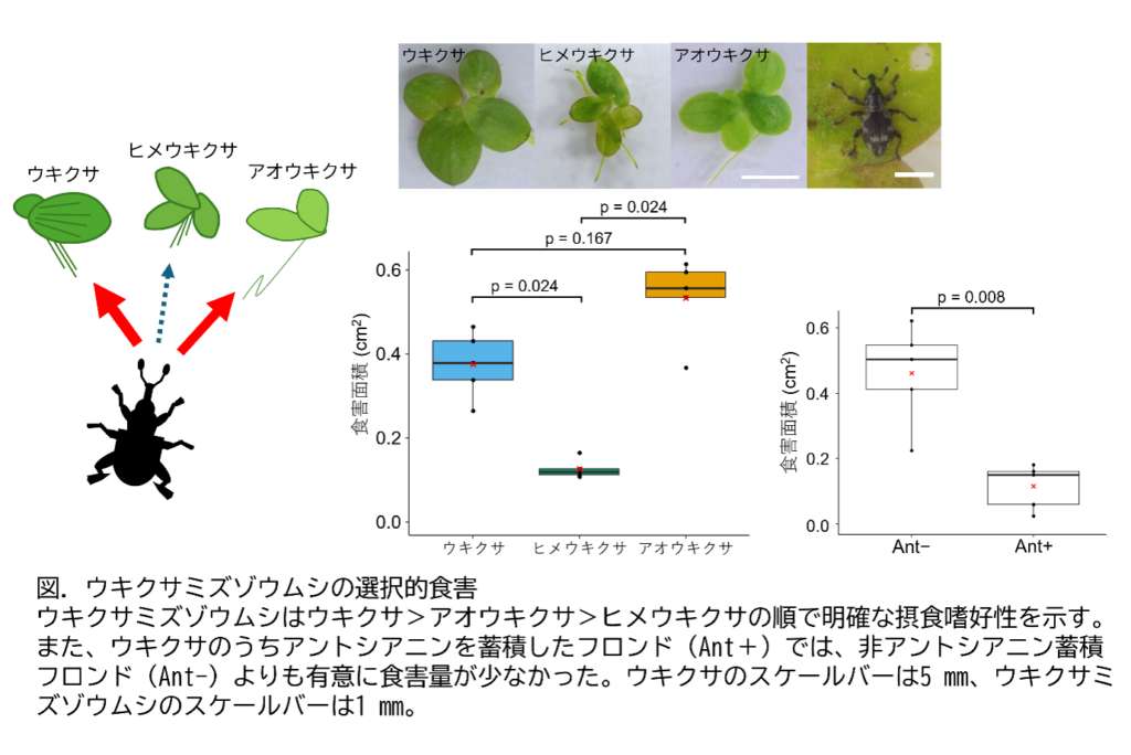ウキクサミズゾウムシ、ウキクサを最も選好 アントシアニン蓄積で食害が3〜4分の1に