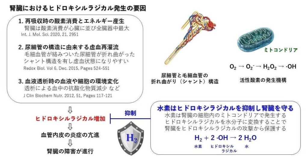 MiZ、腎臓病領域の水素吸入研究を整理し「出力10体積%以下」の安全設計を提言