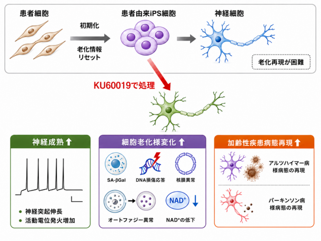 KU60019でiPS由来神経細胞の老化様状態を誘導、神経変性疾患モデル作製を短縮